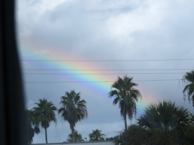 [Behind the four palm trees against a backdrop of near complete cloud cover is a partial rainbow extending from the tree tops on the lower right to midway on the left into the window frame. The bands of color are relatively wide and purle, blue, green, yellow, orange, and red are visible from inner to outer stripe across the sky.]